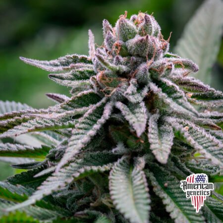 Planta de cannabis feminizada de exterior en floración, variedad forbidden fruit