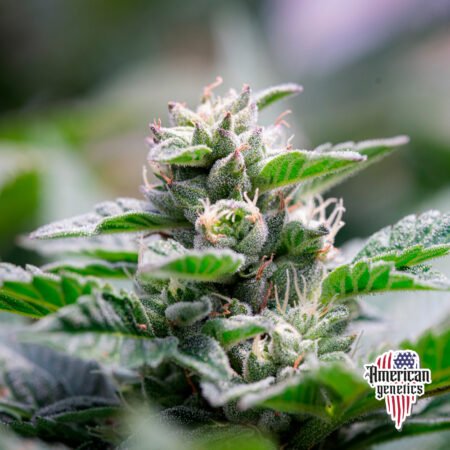 Planta de cannabis feminizada de interior en floración, variedad fruit punch