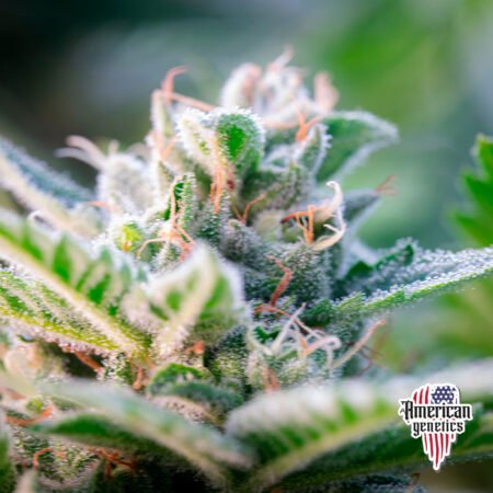 Planta de cannabis feminizada de exterior en floración, variedad gary payton