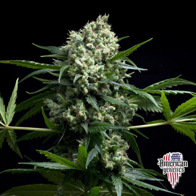 Planta de cannabis feminizada de interior en floración, variedad gelato lemon