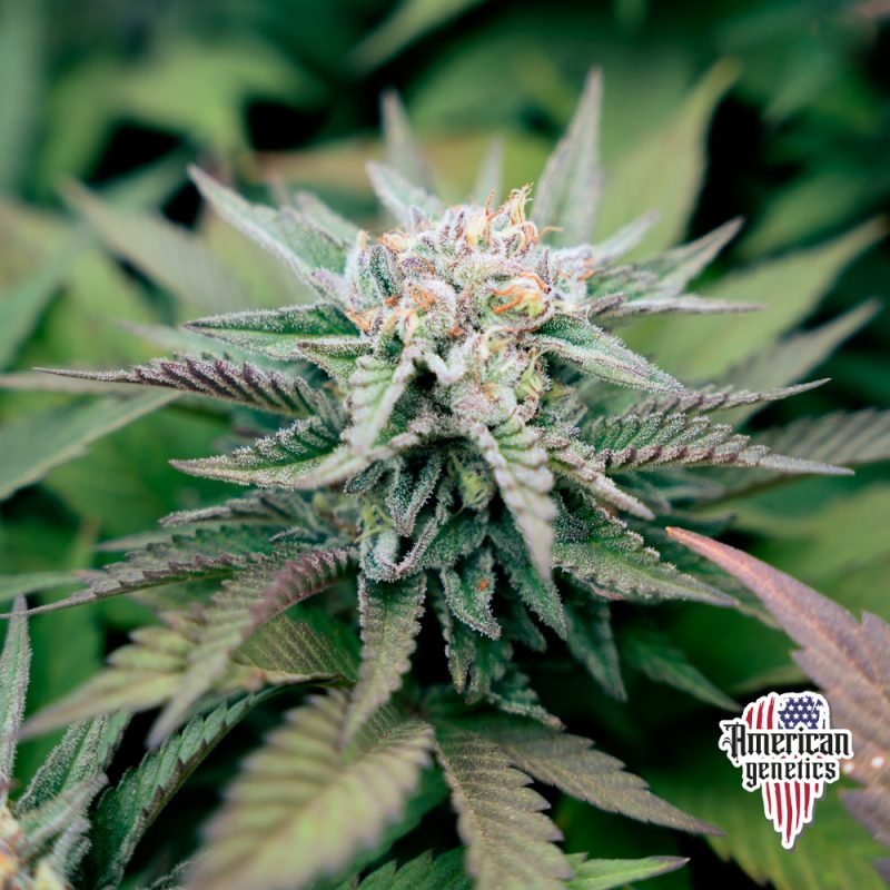 Planta de cannabis feminizada de exterior en floración, variedad gelato