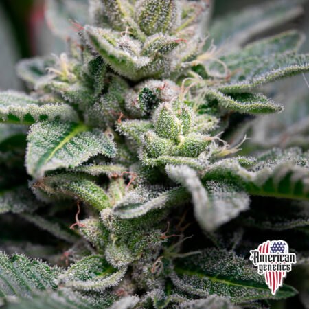 Planta de cannabis feminizada de interior en floración, variedad gelatto zkittlez