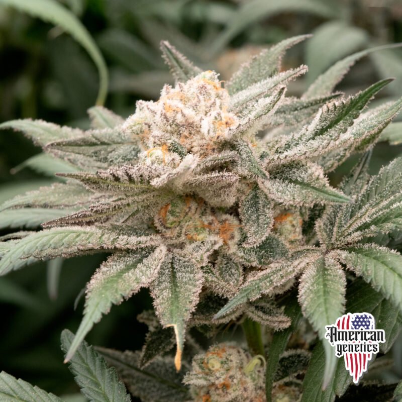 Planta de cannabis feminizada de interior en floración, variedad girl scout cookies