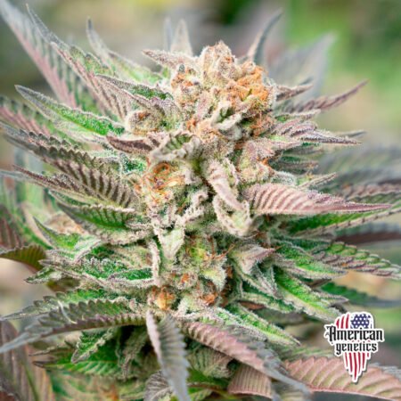 Planta de cannabis feminizada de interior en floración, variedad gmo