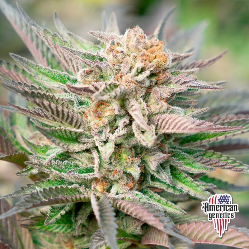 Planta de cannabis feminizada de interior en floración, variedad gmo