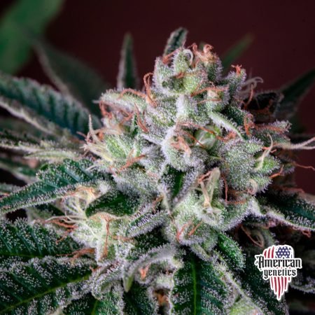 Planta de cannabis feminizada de interior en floración, variedad gorilla glue