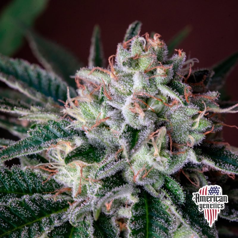 Planta de cannabis feminizada de interior en floración, variedad gorilla glue