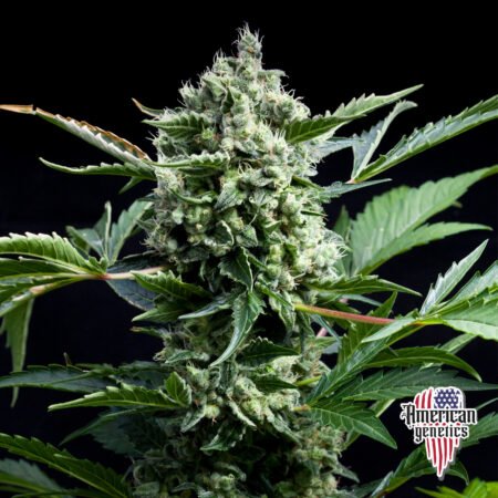 Gorilla Glue Haze