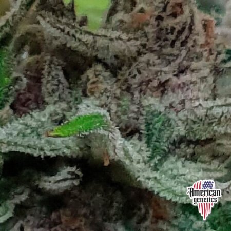 Planta de cannabis feminizada de interior en floración, variedad grandaddy purple