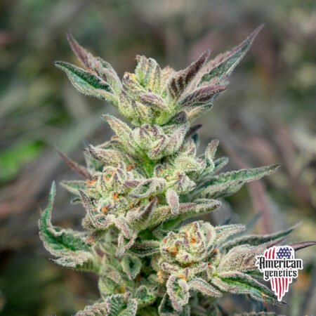 Planta de cannabis feminizada de interior en floración, variedad grape fruit