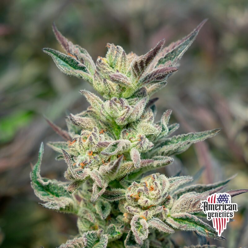 Planta de cannabis feminizada de interior en floración, variedad grape fruit