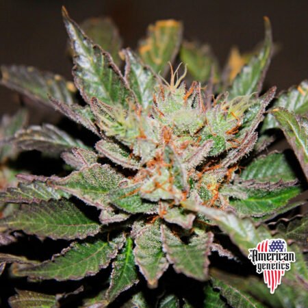floración de plantas de marihuana en cultivo interior