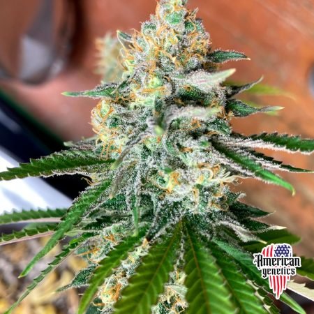 floración de plantas de marihuana en cultivo exterior
