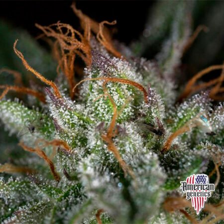 Planta de cannabis feminizada de interior en floración, variedad hindu kush