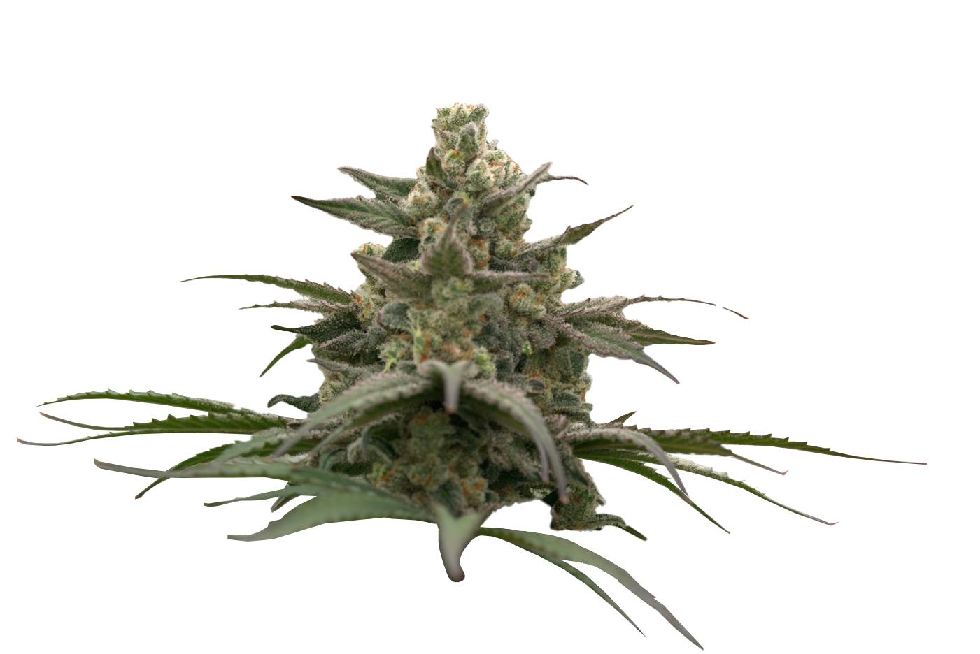 American Genetics 12 cogollo de marihuana blue creams