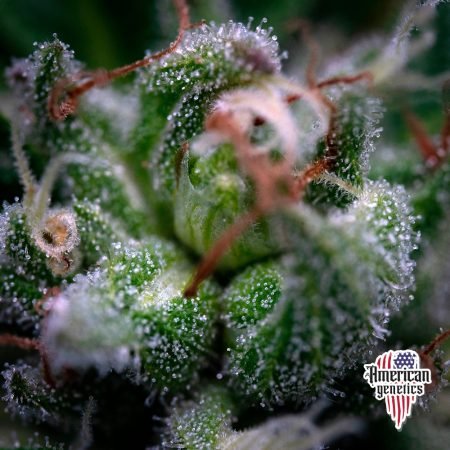 Planta de cannabis feminizada de interior en floración, variedad hozukai