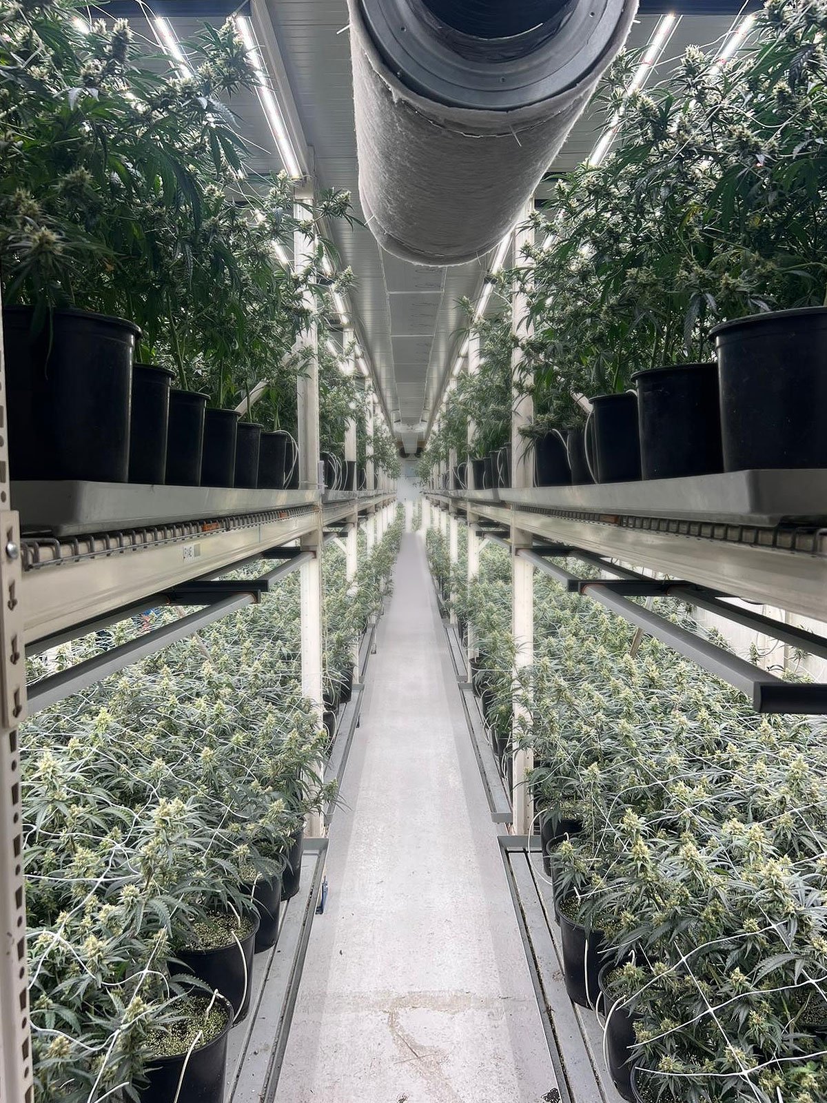 American Genetics 8 floración de plantas de marihuana en cultivo interior