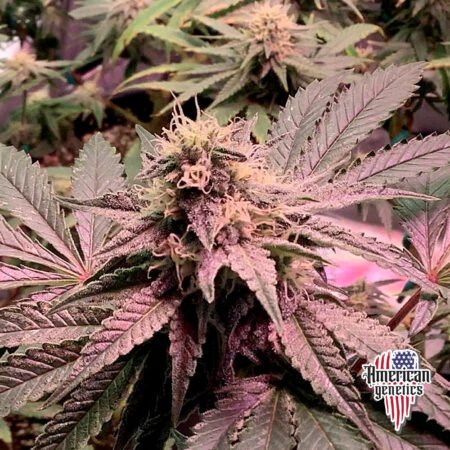 Planta de cannabis feminizada de interior en floración, variedad jungle cake