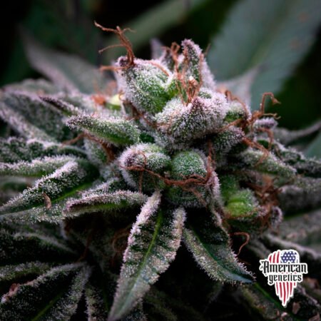 Planta de cannabis feminizada de interior en floración, variedad la kush cake