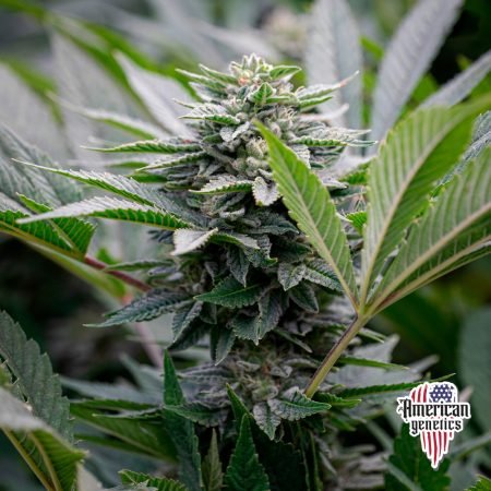 Planta de cannabis feminizada de interior en floración, variedad lemon gelato