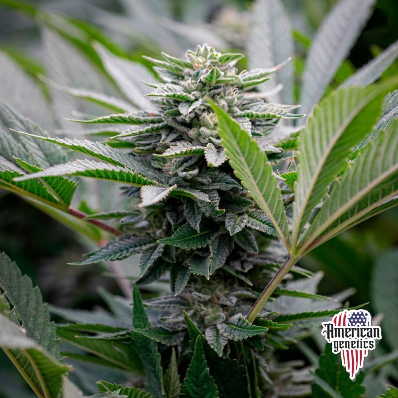Planta de cannabis feminizada de interior en floración, variedad lemon gelato