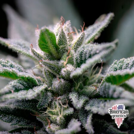 Planta de cannabis feminizada de interior en floración, variedad lemon kush