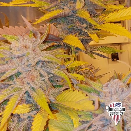 Planta de cannabis feminizada de interior en floración, variedad lemon purple