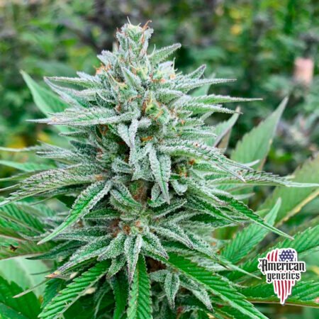 Planta de cannabis feminizada de interior en floración, variedad lemon skunk