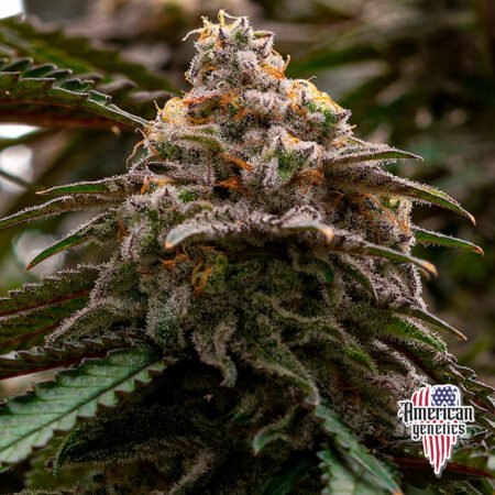 Planta de cannabis feminizada de interior en floración, variedad mac 1