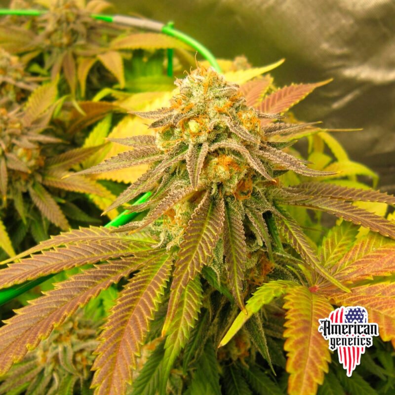 floración de plantas de marihuana en cultivo interior