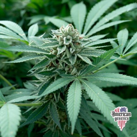 Planta de cannabis feminizada de interior en floración, variedad mango kush
