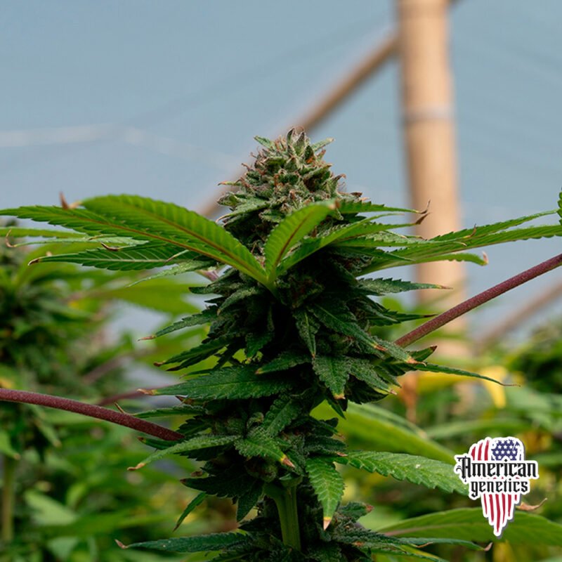 Planta de cannabis feminizada de exterior en floración, variedad mazar
