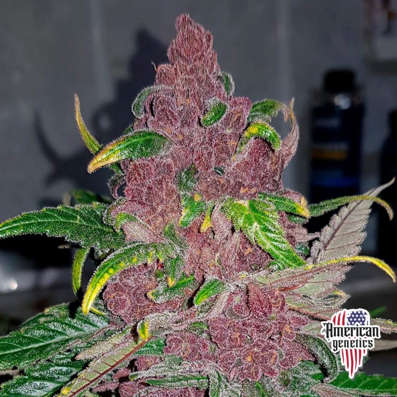 Planta de cannabis feminizada de interior en floración, variedad mendocino purple kush