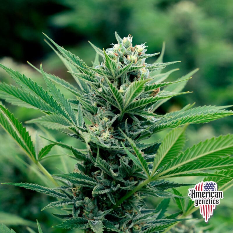 Planta de cannabis feminizada de exterior en floración, variedad mexican sativa