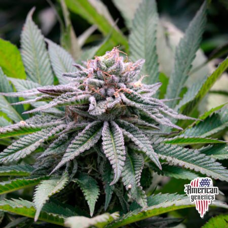 Planta de cannabis feminizada de interior en floración, variedad mimosa
