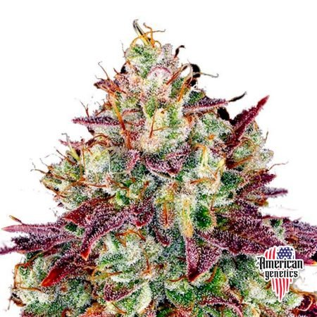 Planta de cannabis feminizada de interior en floración, variedad mimosa evo purple