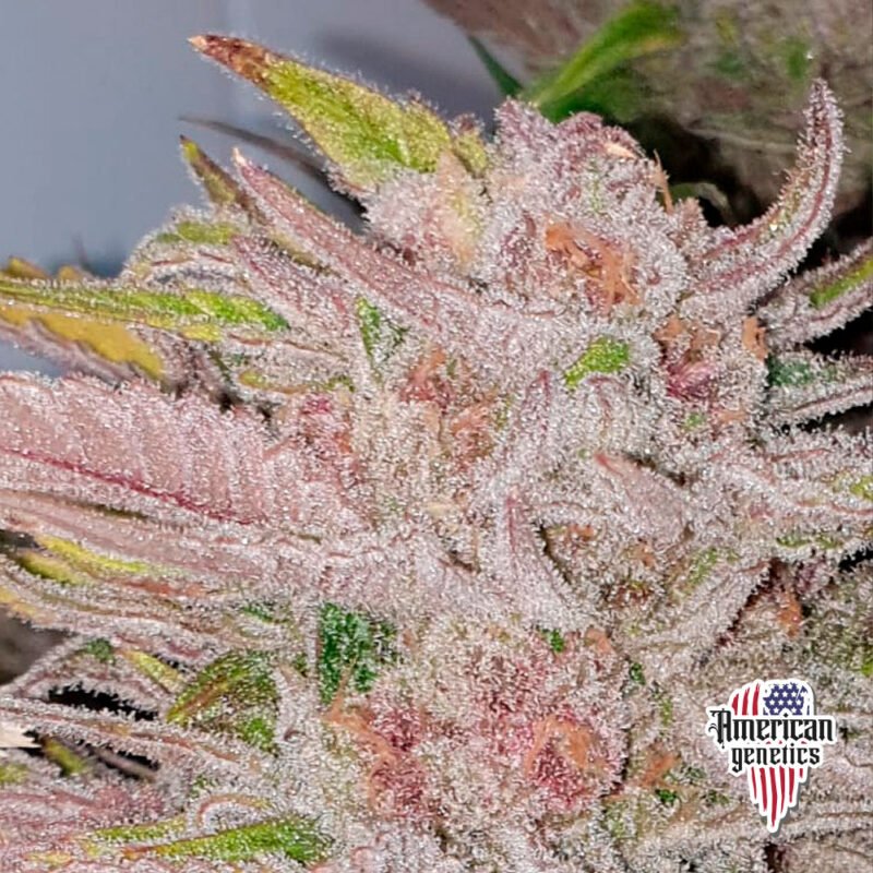 Planta de cannabis feminizada de interior en floración, variedad mimosa purple