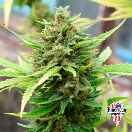 Planta de cannabis feminizada de exterior en floración, variedad mimosa xxl