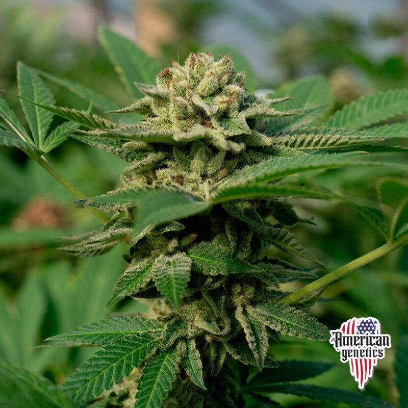 Planta de cannabis feminizada de exterior en floración, variedad mobydick