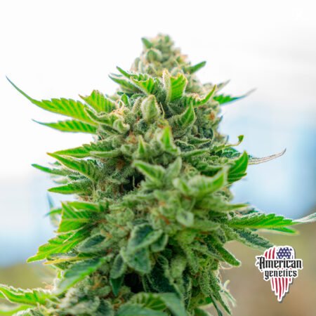 Planta de cannabis feminizada de exterior en floración, variedad nebula