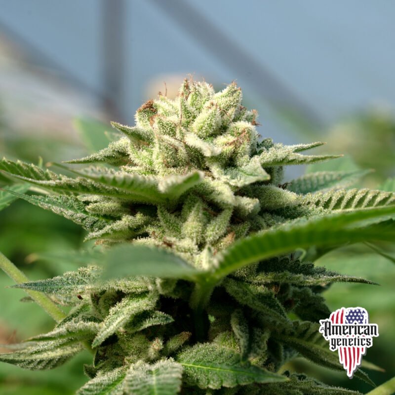 Planta de cannabis feminizada de interior en floración, variedad nikole kush