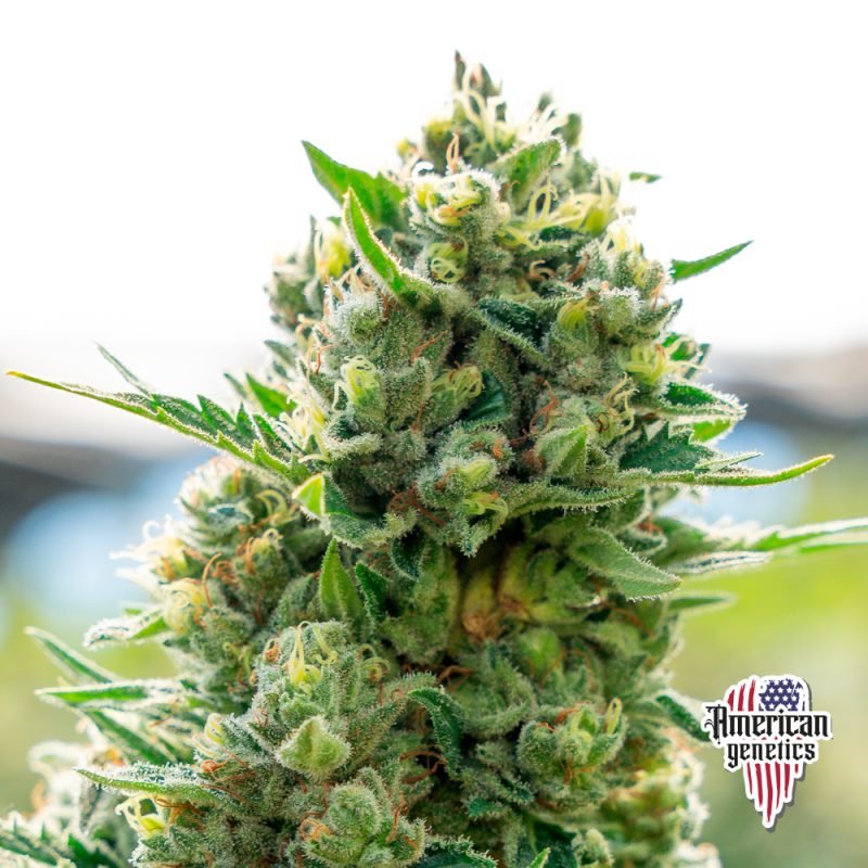 Planta de cannabis feminizada de interior en floración, variedad northern lights