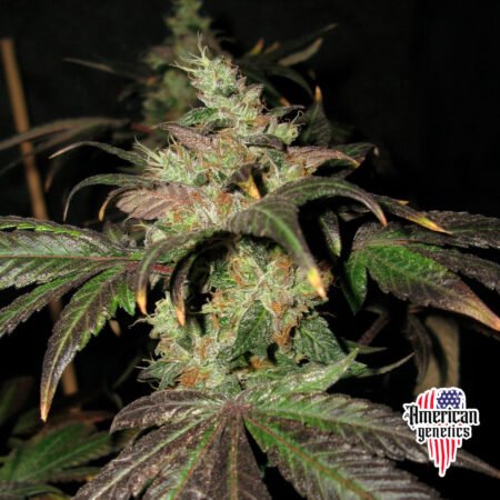 OG Kush Lemon