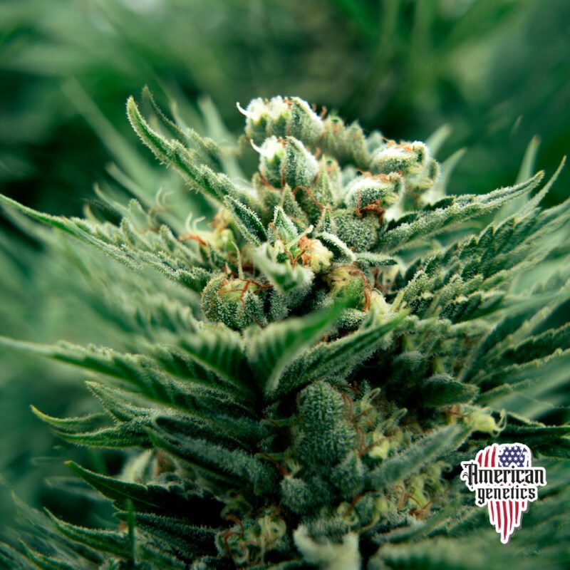 Planta de cannabis feminizada de exterior en floración, variedad old bible haze