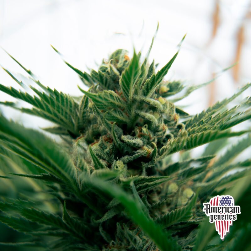 Planta de cannabis feminizada de exterior en floración, variedad orange haze