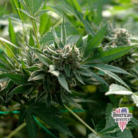 Planta de cannabis feminizada de exterior en floración, variedad oreoz