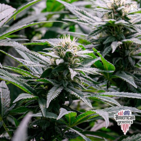 Planta de cannabis feminizada de interior en floración, variedad pineapple