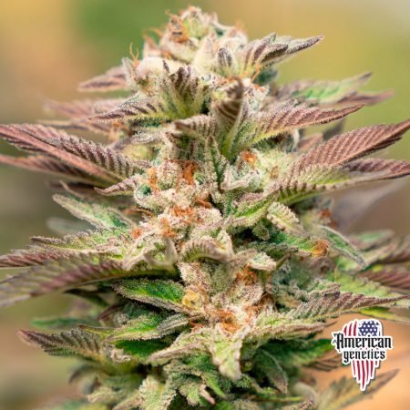 Planta de cannabis feminizada de interior en floración, variedad purple cherry