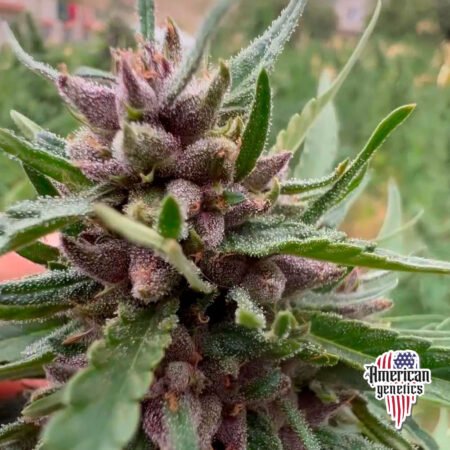 Planta de cannabis feminizada de exterior en floración, variedad purple haze
