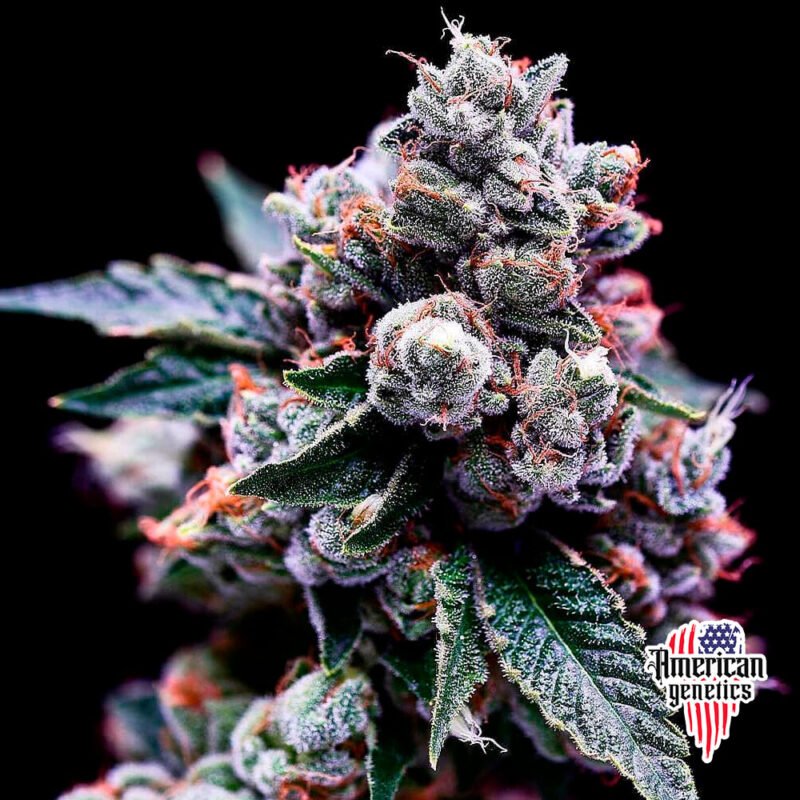 Planta de cannabis feminizada de interior en floración, variedad purple kush